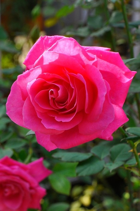 薔薇　3号 imgrc0078805060.jpg