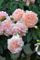 �Х��ġ����ġۥ���å� ���� 6��ȭ�����ʡ�J-CL20��