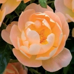 ���ߵ����ġۥХ��� ���顼��������ǥ��� ͢���� 7��ȭ�����ʡ����ӿ建�� ��Ͽ�ʼ�ϡ�ER-Y��