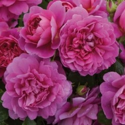 ���ߵ����ġۥХ��� �ץ�󥻥����� ͢���� 7��ȭ�����ʡ����ӿ建�� ��Ͽ�ʼ�ϡ�ER-Y��