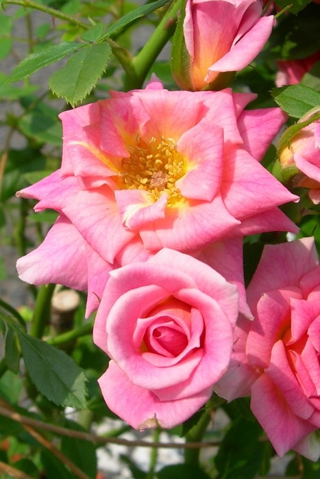 アンナモリナーリ　ピンク薔薇　44 アンナモリナーリピンク薔薇44