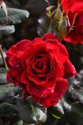 ���ߵ����ġۥХ��� �ե�󥯥꡼��������å� ���� 6��ȭ�����ʡ����ӿ建�� ��Ͽ�ʼ�ϡ�IR-IRO3�ա�0109�����