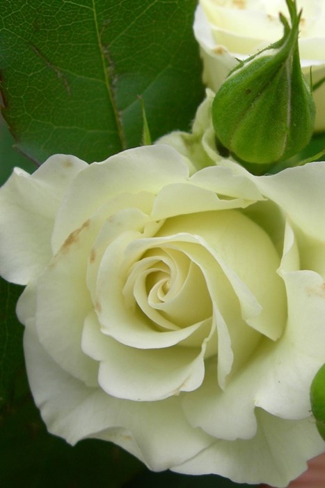 �����ġۥХ��� ���ä������и��� ���� 6��ȭ�����ʡ�J-FL10��