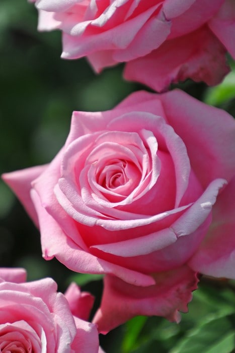 Хġڿġۥ٥ɥ꡼ ġJ-HT20