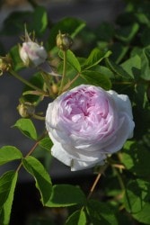 �����ġۥХ��� ��ǥ��������� ���� 6��ȭ�����ʡ�J-OC20��