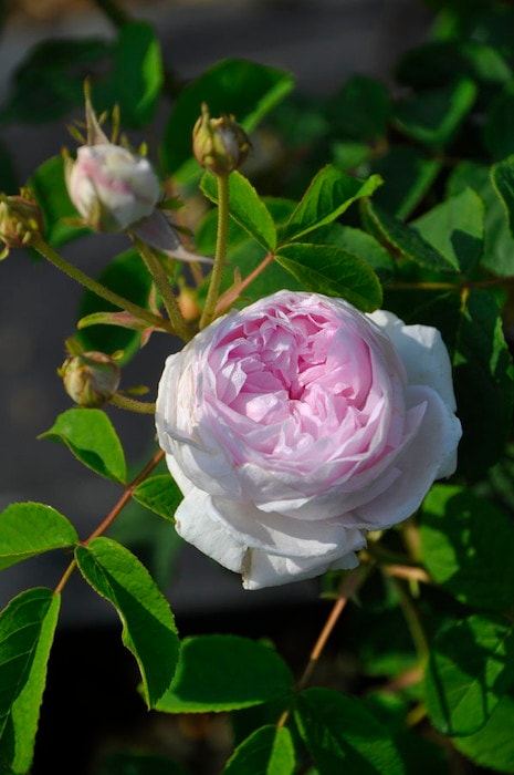 古澤 蓮様専用」切り花品種バラ苗 レア Emma Woodhous♡ Rose 切り花