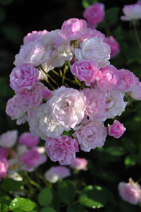 大苗】バラ苗 モーツァルツレディ 国産苗 6号鉢植え品《J-MIN20