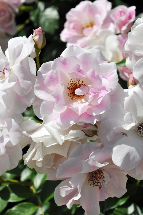 冬季大苗】バラ苗 ブラッシングアイスバーグ 国産苗 6号鉢植え品［契約