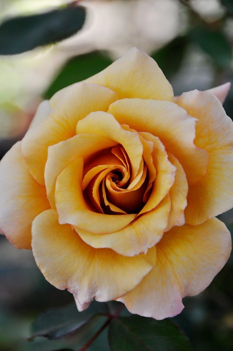 ❀かねちゃんさま❀　バラ　苗　1880円同梱おまとめ ❀かねちゃんさま❀ バラ 苗 1880円同梱おまとめ ❀かねちゃん