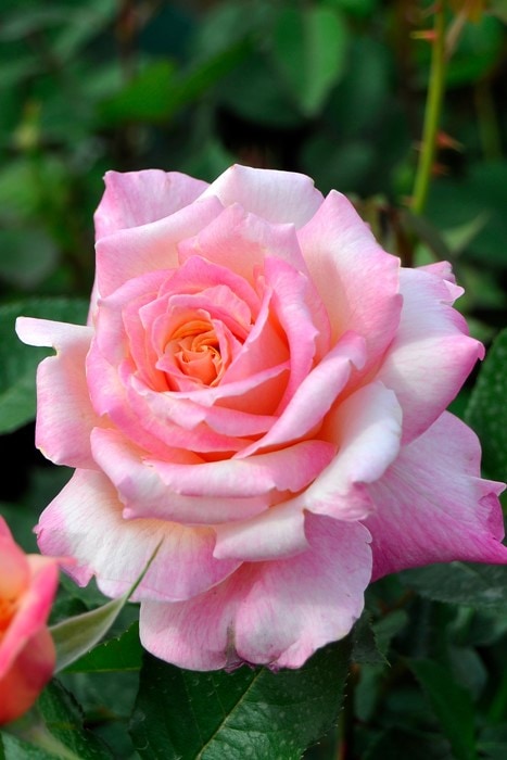 ライチ苗　品種　クエイメイピンク ライチ｜ポット苗] クェイメイ・ピンク 取り木 1年生苗