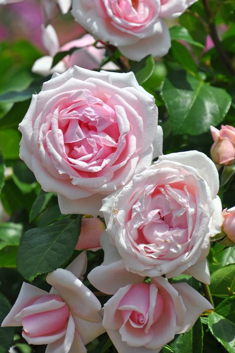 バラ開花苗 楽天市場】送料無料【リラ 6号鉢 秋開花株】鉢植え バラ 薔薇 ロサ