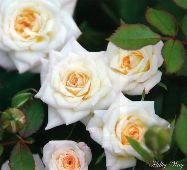 バラ苗【中苗】ミルキーウェイ 国産苗 6号鉢植え品［契約品種］《OS