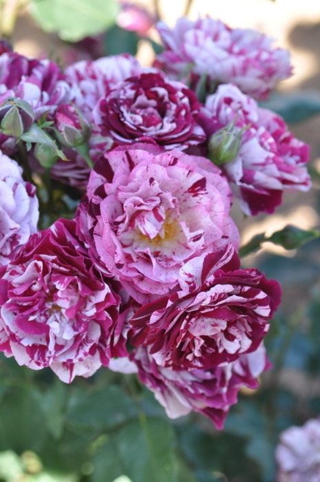 バラ苗切りバラ苗バラ苗、innoc♡ntバラ 冬季大苗】バラ苗 ニューイマジン 国産苗 6号鉢植え品［契約品種