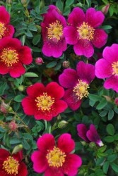 ġۥХ ɡܥ쥯  6ȭʡJ-OB20