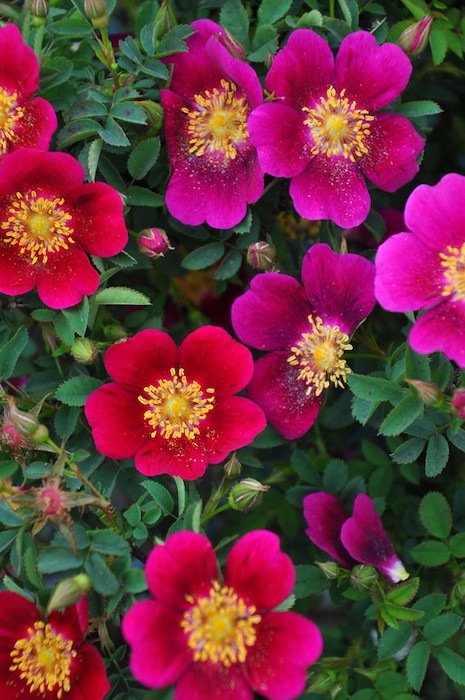 大苗】バラ苗 ドーレンボスセレクション 国産苗 6号鉢植え品《J-OB20