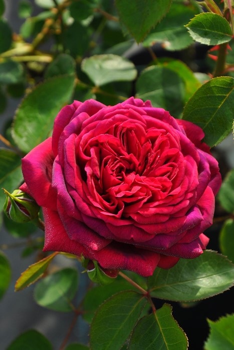 冬季大苗】バラ苗 レイ 国産苗 6号鉢植え品［契約品種］《KMG-KMG