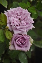 �����ġۥХ��� �֥롼���ޥͥ��� ���� 6��ȭ�����ʡη����ʼ�ϡ�MA-MA��