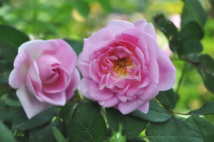 れいこ　バラ挿木苗　☆ciaoローズ☆ くすみのバラ　2本 れいこ様専用 バラ挿木苗 ☆ciaoローズ☆ くすみのバラ 2本