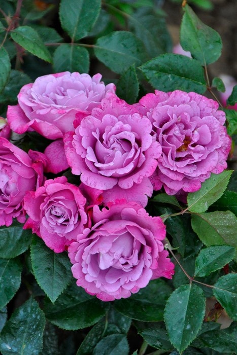 大苗❤️美苗✨ピンクオパリナ錦✨ 大苗】バラ苗 ミュリエルロバン 国産苗 6号鉢植え品［契約品種］《JB