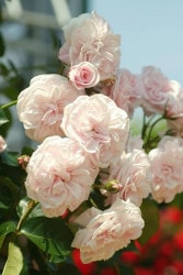 �Х��ġڿ��ġۥ��󥸥���ϡ��� ���ġ����ӿ建�� ��Ͽ�ʼ�ϡ�IR-IRO3��