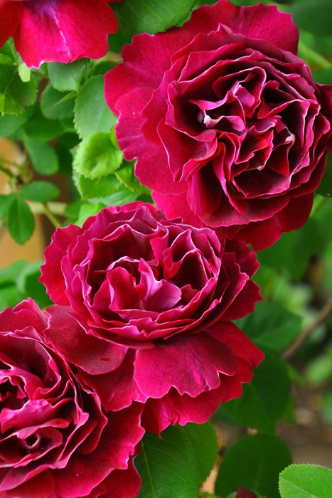 ХġġۥХ󥸥ɥ  6ȭʡJ-OC10