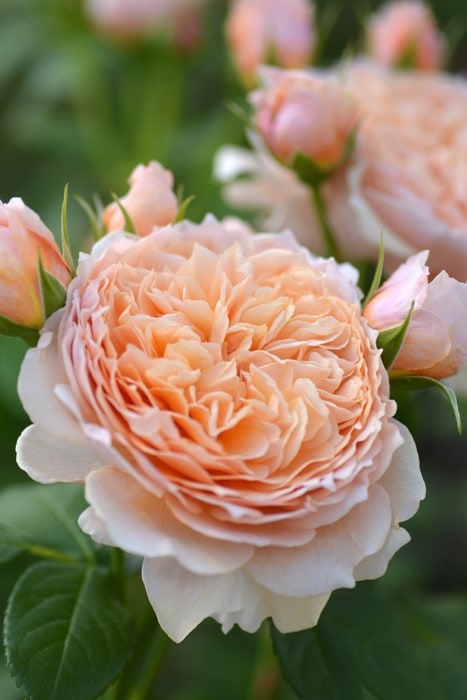 ���ߵ����ġۥХ��� �ޥ꡼�륤�����ɥ����᡼ ���� 6��ȭ�����ʡ����ӿ建�� ��Ͽ�ʼ�ϡ�Kb-JAN�ա�0116�����