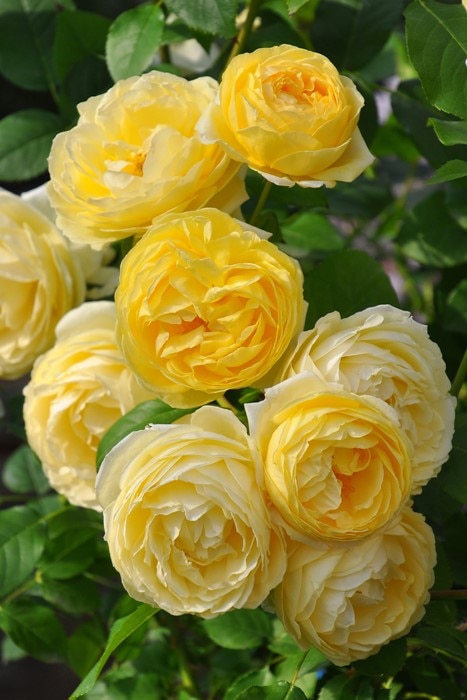 ���ߵ����ġۥХ��� �ѥȥ�å��� ���� 6��ȭ�����ʡ����ӿ建�� ��Ͽ�ʼ�ϡ�Kb-JAN�ա�0116�����