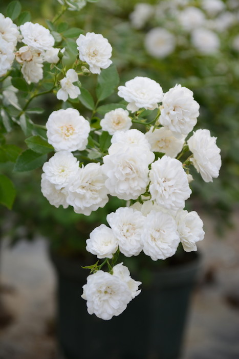 ���ߵ����ġۥХ��� ���᡼�� ���� 6��ȭ�����ʡη����ʼ�ϡ�Kb-BRN�ա�0116�����