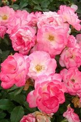 �����ġۥХ��� �����餬���ߡں���ۥ����饬���� ���� 6��ȭ�����ʡ�J-FL20��