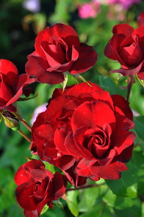 大苗 バラ苗 ブラックアイス Fl赤 国産苗 6号鉢植え品 即納 J Fl 系統で選ぶバラ フロリバンダ 大苗 バラの家 公式本店 ロサオリエンティス バラ苗 専門店 大苗 バラ苗 ブラックアイス Fl赤 国産苗 6号鉢植え品 即納 J Fl 系統で選ぶバラ フロリバンダ 大苗 バラの家 公式本店 ロサオリエンティス バラ苗 専門店