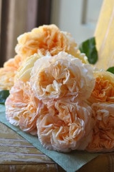 �Х��ġ����ġۥ��ץꥳ�åȥ����� ���� 6��ȭ�����ʡη����ʼ�ϡ�Kb-BRN��