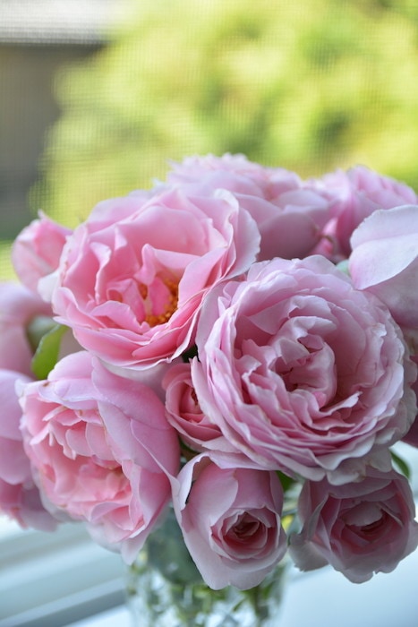 バラ苗【中苗】プリンセスクレアドゥベルジック 国産苗 6号