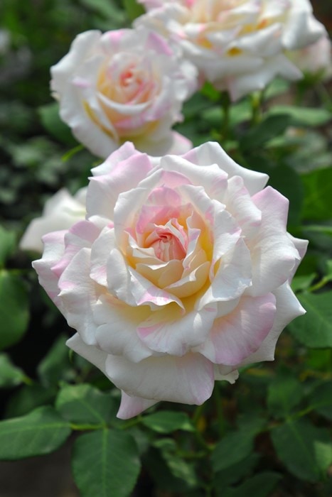 バラ苗【中苗】ミルフィーユ 国産苗 6号鉢植え品［契約品種］《Kb-KBO