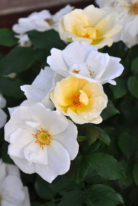 匿名発送　NO３６　白パールのお花ボタン　バラ売り＆まとめ売り 胡蝶蘭 - 法人・個人花の配達・ギフト HABOTAN FLOWER ハボタン