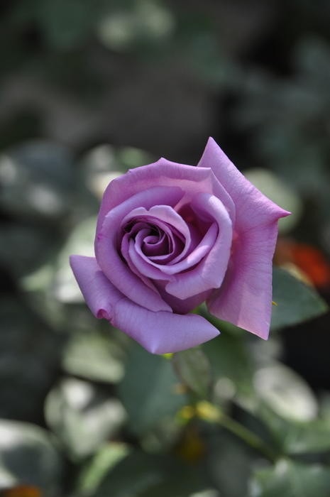 ХġڿġۤĶۥ ġJ-HT20