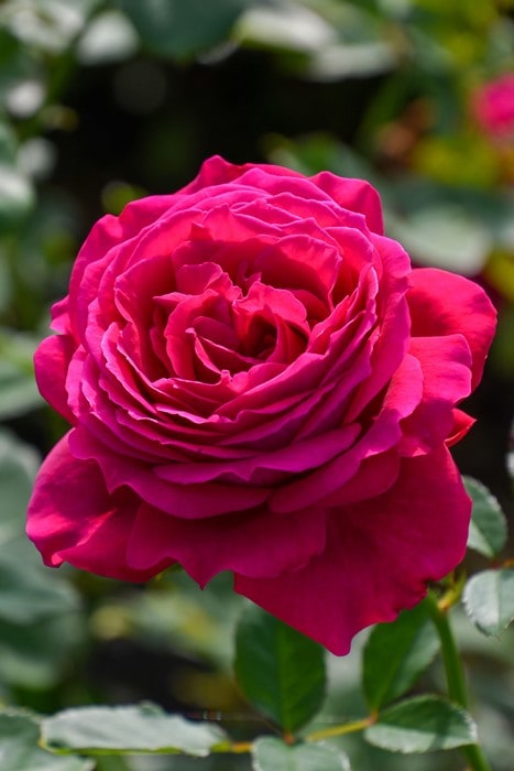 パシフィックレッドダイド 専用苗 バラ苗【中苗】レッドダイヤモンド 国産苗 6号鉢植え品［契約品種