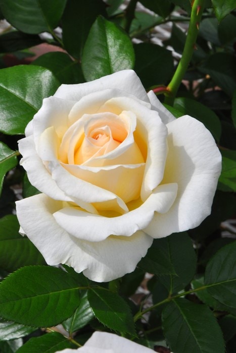 ���ߵ����ġۥХ��� ��������� ���� 6��ȭ�����ʡη����ʼ�ϡ�Kb-NLP�ա�0116�����