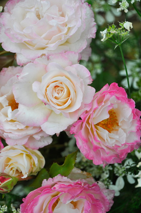 バラ苗【中苗】セラフィム 国産苗 6号鉢植え品［農林水産省 登録品種