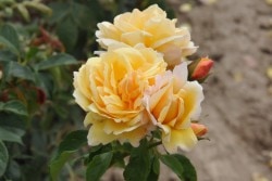 ���ߵ����ġۥХ��� ���쥤�������ƥ����� ���� 6��ȭ�����ʡ����ӿ建�� ��Ͽ�ʼ�ϡ�Han-DEL�ա�0109�����