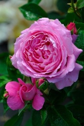 ���ߵ����ġۥХ��� �ե饴�ʡ��� ���� 6��ȭ�����ʡ����ӿ建�� ��Ͽ�ʼ�ϡ�Han-DEL�ա�0109�����