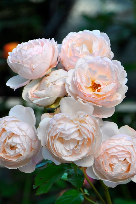 冬季大苗】バラ苗 マダムフィガロ 国産苗 6号鉢植え品［契約品種