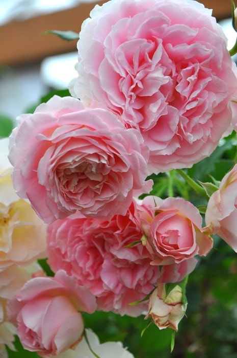 ���ߵ����ġۥХ��� ��ˡ��������� ���� 6��ȭ�����ʡη����ʼ�ϡ�OM-GU�ա�0109�����