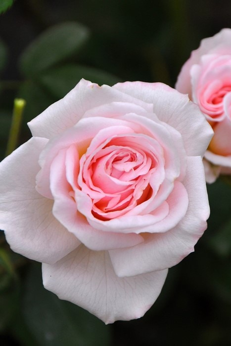 ピンクシフォン♡国産♡カット苗☆多肉植物 大苗】バラ苗 ピンク