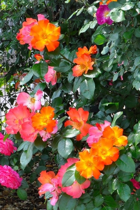 予約大苗 バラ苗 プレイボーイ Fl橙 国産苗 6号鉢植え品 J Fl 2月末までのお届け 1016追加 すべての商品 バラの家 公式本店 ロサオリエンティス バラ苗 専門店