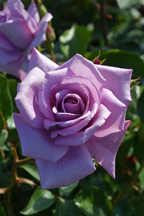 大苗】バラ苗 マダムヴィオレ【マダムビオレ】 国産苗 6号鉢植え品《J