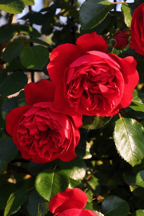 冬季大苗】バラ苗 フロレンティーナ 国産苗 6号鉢植え品［契約品種