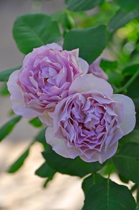 冬季大苗】バラ苗 まほろば 国産苗 6号鉢植え品［契約品種］《OM-ZEN