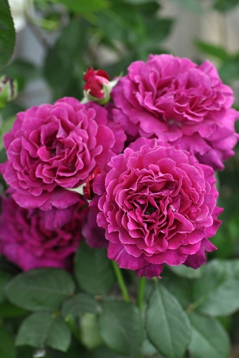 冬季大苗】バラ苗 ヴァグレット 国産苗 6号鉢植え品［農林水産省 登録