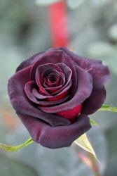 �����ġۥХ��� �֥�å��ե����䡼 ���� 6��ȭ�����ʡ�J-FL20��