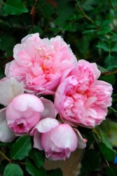 ġۥХ ԥ󥯥ӥå  6ȭʡηʼϡOS-OS2